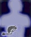 Click here for Choledochoscopes!