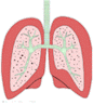 Click here for Bronchoscopes!